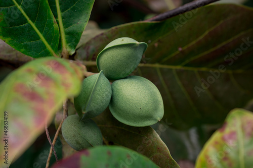 (Terminalia catappa).Tropical almond, Bengal almond, Indian almond photo