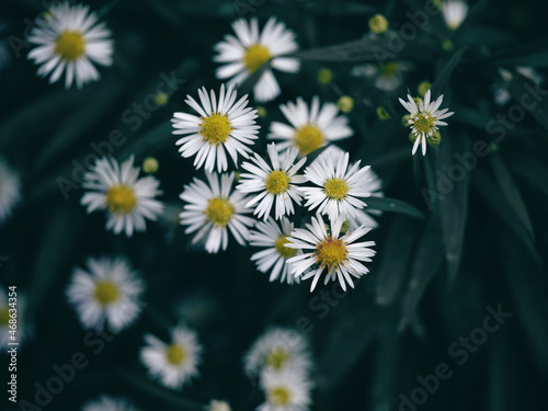 Lanzettblättrige Aster (Symphyotrichum lanceolatum) photo