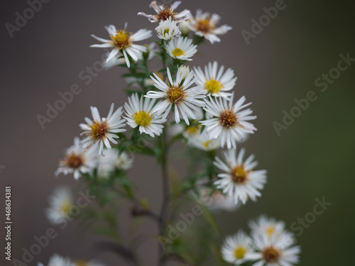 Lanzettblättrige Aster (Symphyotrichum lanceolatum) photo