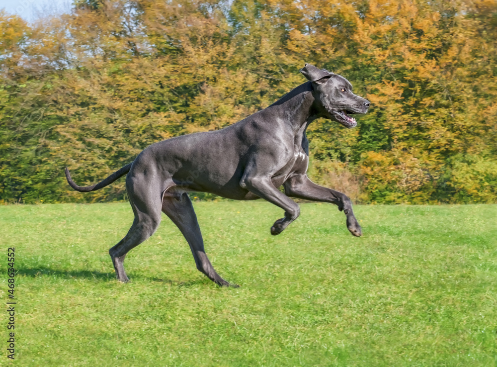 Blue Great Dane, one of the largest dog breeds, male, running playfully and powerfully across a green grass meadow with colourful trees in autumn, Germany Blue Great Dane, one of the largest dog breeds, male, running playfully and powerfully across a green grass meadow with colourful trees in autumn, Germany