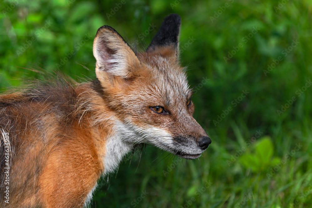 Fototapeta premium Adult Red Fox (Vulpes vulpes) Looks Sideways Summer