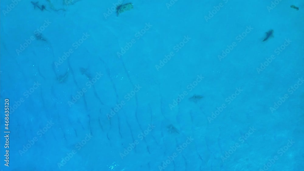 A group of sharks in the sea A group of sharks in the sea