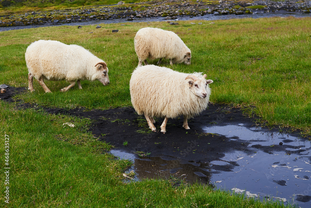 Fototapeta premium Three sheep, Landmannalaugar National Park, Iceland