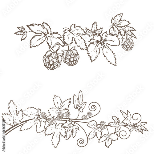 Hop cones on a branch in an engraved style. Isolated vector image