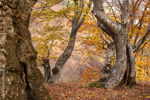 Beauty autumn forest landscape background