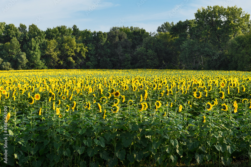 Fototapeta premium Backside of Sunflowers in Field