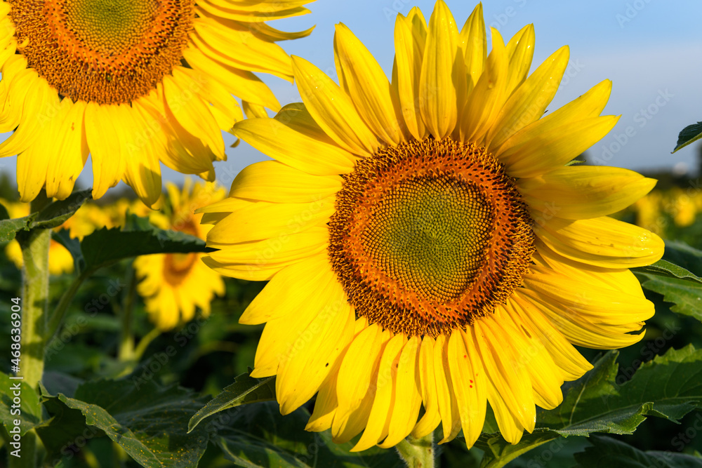 Closeup of Sunflower in Field of Flowers