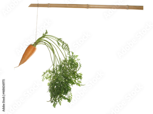 Fresh carrots hanging on a bamboo stick isolated on white background.