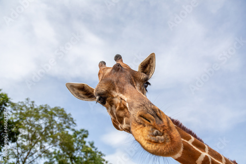 Closed-up Portrait of giraffe head shot with selective focus