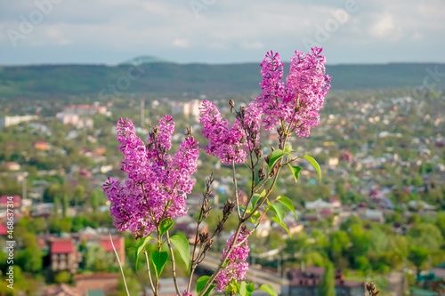 Blooming lilac in spring in the park