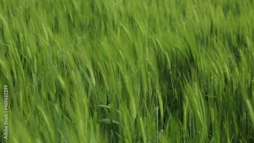 Close view of magnificent green barley spikelets in field. Selected Focus
