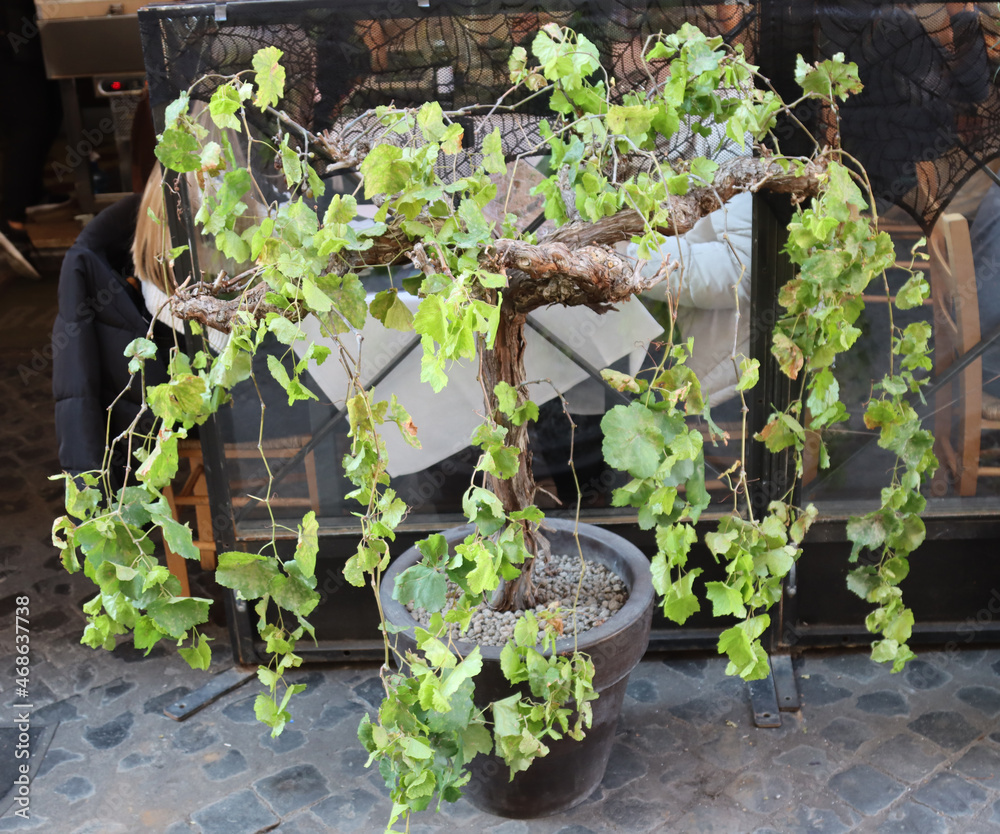 vine plant in bonsai pot vine plant in bonsai pot