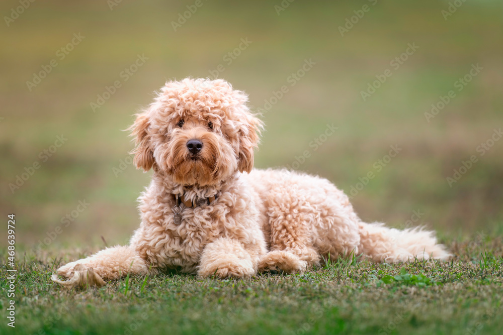 Dog Golden Puppy Cute Cuddly Sweet Pup Doggie Modle Beautiful Stuffed Animal Teddy Bear 