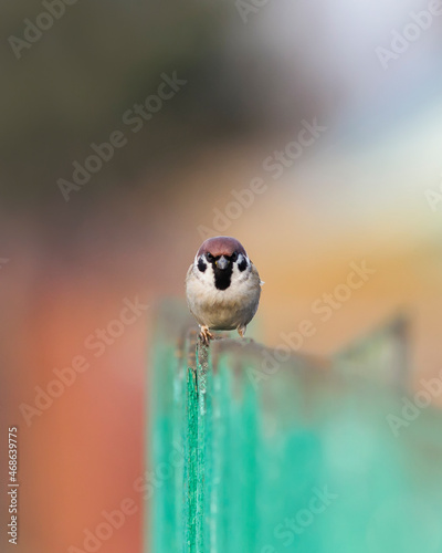 an angry little sparrow bird stands on a fence in the countryside