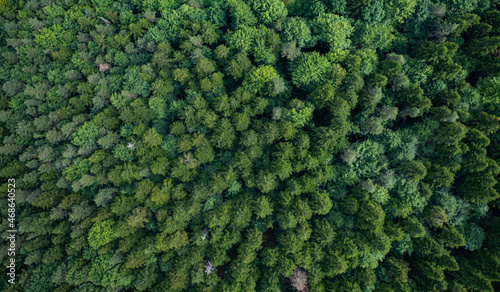 Aerial view on forest © Ruslan