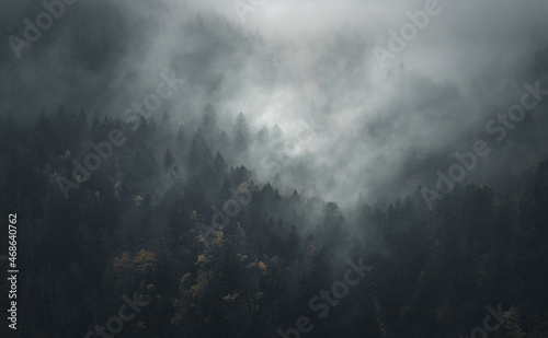 Mysterious black mountain forest in the mist