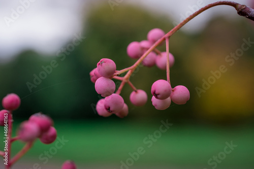 Bunch of pink rowan berries. Branch of a rowan-tree