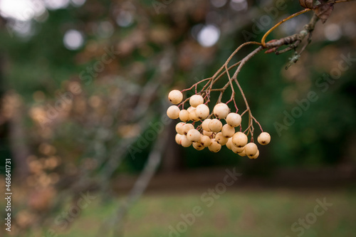 Bunch of yellow  rowan berries. Branch of a rowan-tree