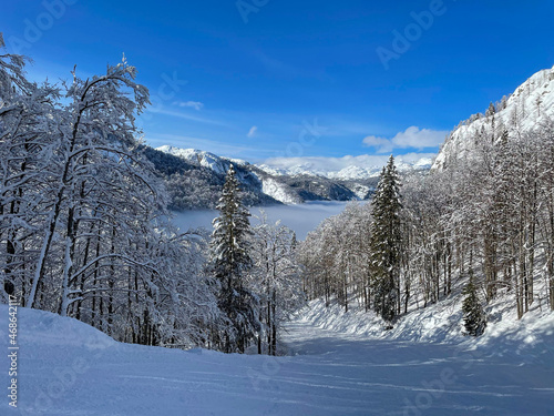 Empty groomed ski resort slope runs through the wintry forest in the Julian Alps