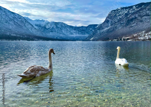 Two elegant swans swim in the shallows of lake Bohinj on a cold winter morning.