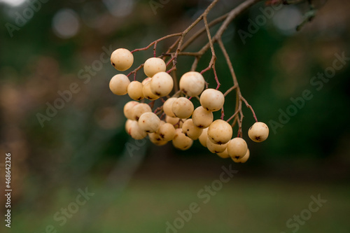 Bunch of yellow  rowan berries. Branch of a rowan-tree