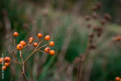 Bunch of yellow rowan berries. Branch of a rowan-tree