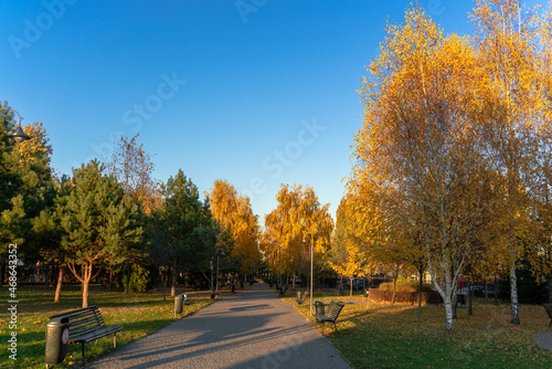 Golden crowns of autumn trees in the rays of the evening sun along the road in a city park under the blue sky