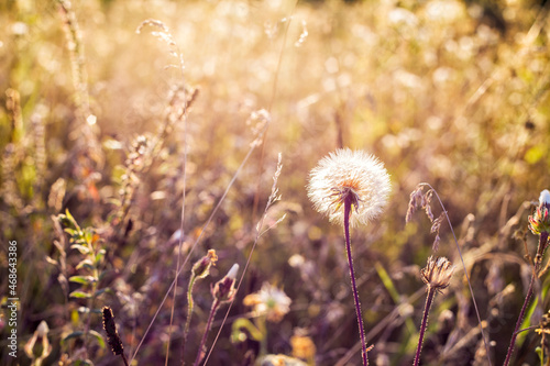 field of dandelions