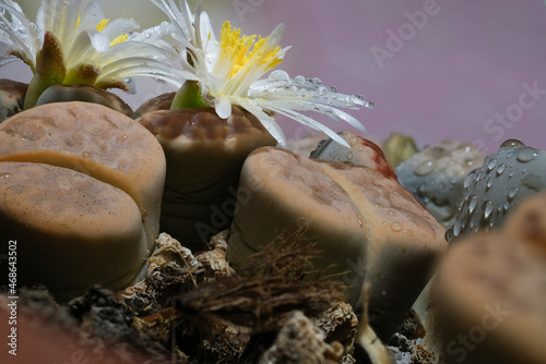 succulents lithops in profile with flowers and water drops