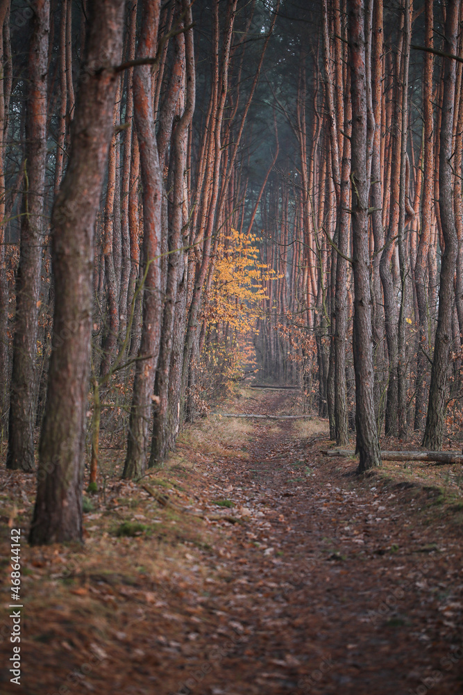 Fototapeta premium Las jesienią