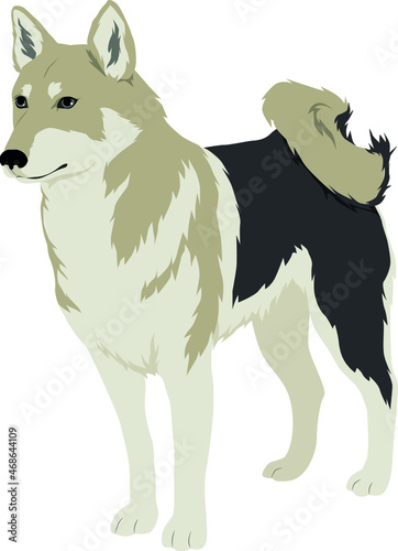 The West Siberian Laika or WSL Colored Vector Illustration