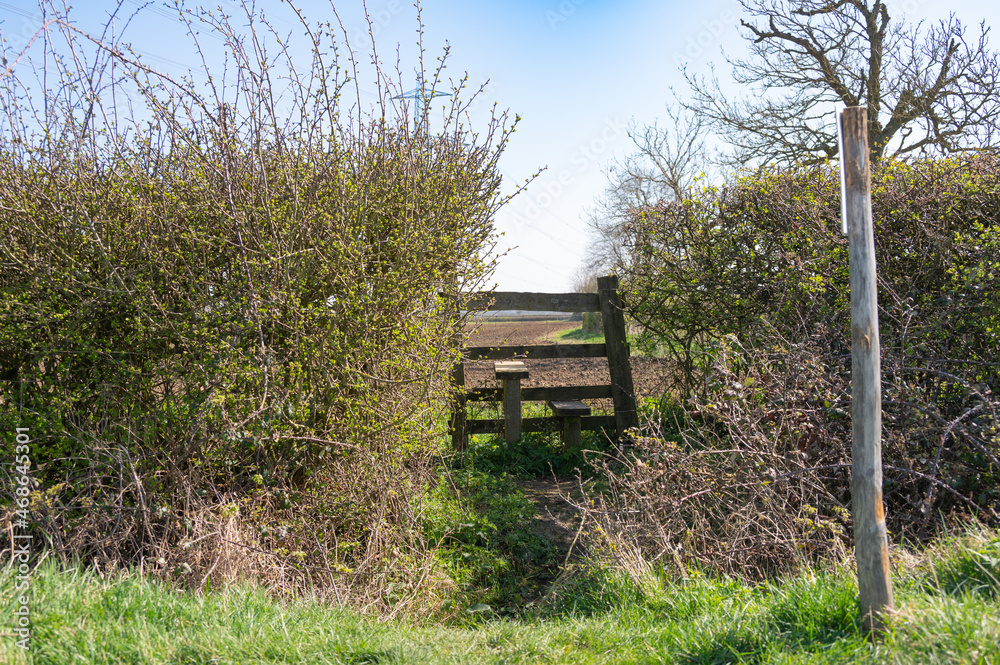 country stile through a hedge