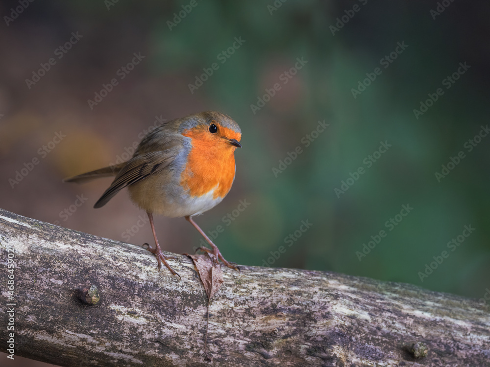Rotkehlchen (Erithacus rubecula) auf einem Baum Rotkehlchen (Erithacus rubecula) auf einem Baum