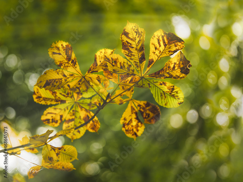 Rosskastanie (Aesculus hippocastanum) im Herbst, gelb photo