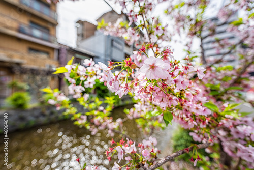 Kyoto Shimogyou ward kiyamachi-dori neighborhood area street in spring with Takase river canal water in Japan with closeup macro of pink sakura cherry blossom petals flowers photo