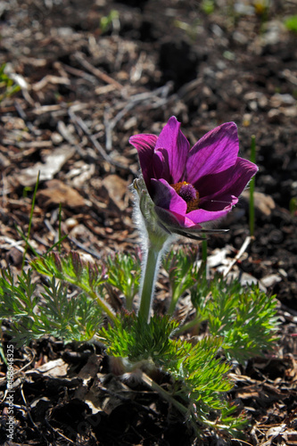 fluffy snowdrop pulsatilla with purple petals in spring  closeup  vertical