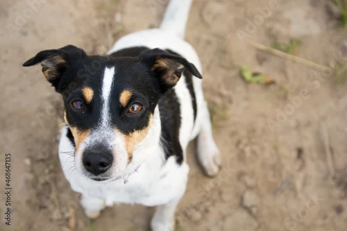 Fototapeta mały piesek spoglądający do góry