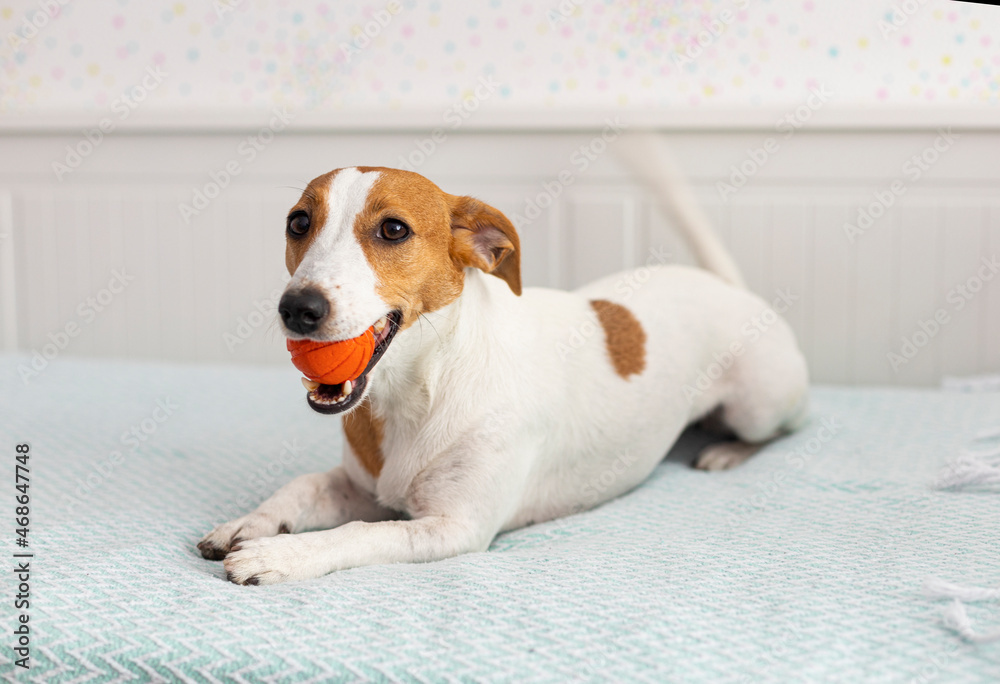 jack russell terrier on a bed with an orange toy jack russell terrier on a bed with an orange toy