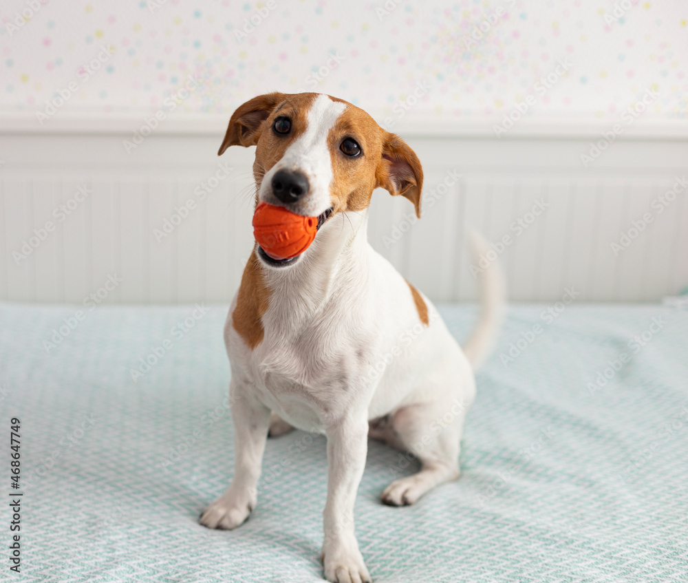 jack russell terrier sits on a bed with an orange toy jack russell terrier sits on a bed with an orange toy