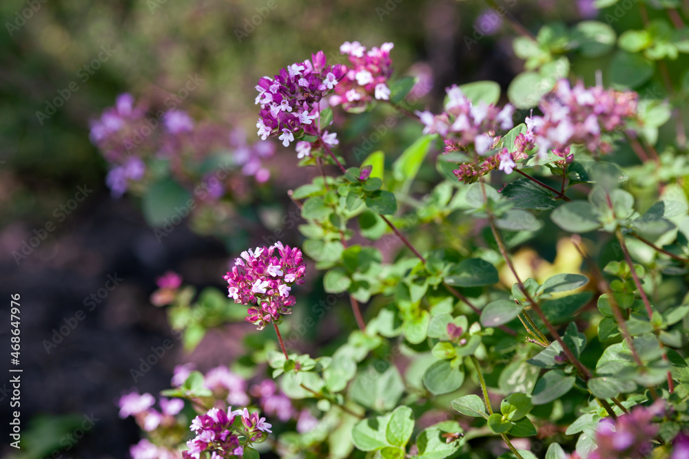 oregano flowers and grass in the garden closeup oregano flowers and grass in the garden closeup