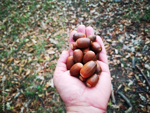 acorns in the hand
