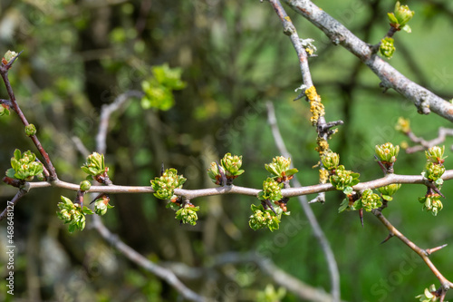 branch of a hawthorn bush with sprouting buds