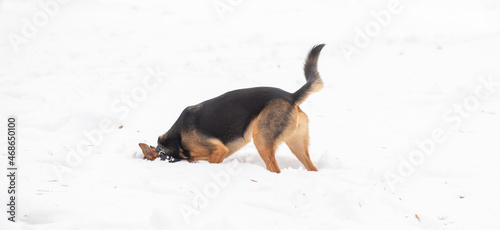 A young shepherd dog on the snow in the forest, the animal runs on the fluffy winter snow, the dog is playing. 
