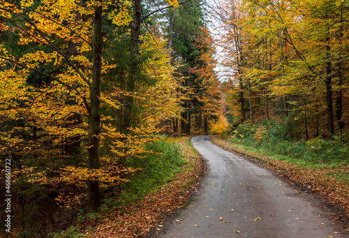 A road among the autumn forest © Joanna Posiak
