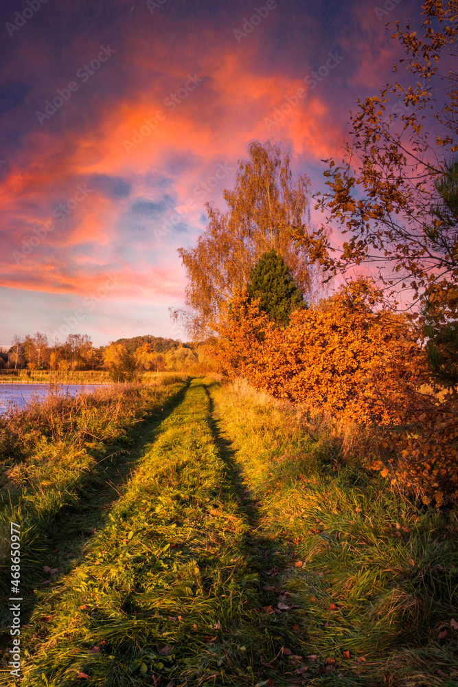 Autumn path among the grass with a single birch tree under flaming clouds