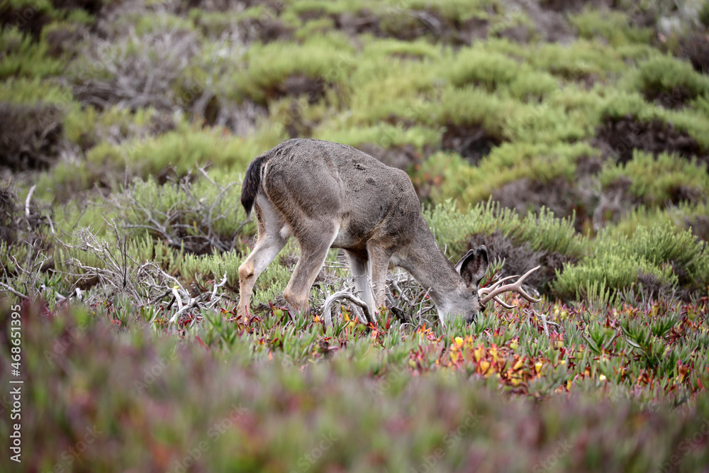Rotwild in den USA (Kalifornien / 17-Miles-Drive)