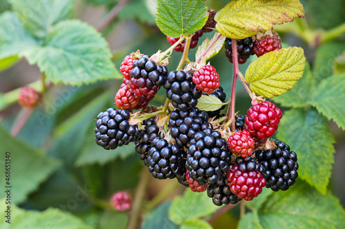 Black ripe and red ripening blackberries on green leaves background. Rubus fruticosus. Closeup of bramble branch with bunch of yummy sweet summer berries. Healthy juicy forest fruit. Natural medicine. photo