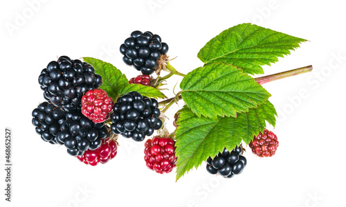 Beautiful ripe and ripening blackberries on twig isolated on white background. Rubus fruticosus. Closeup of black or red berries and green leaves on nature bramble branch. Healthy summer forest fruit.