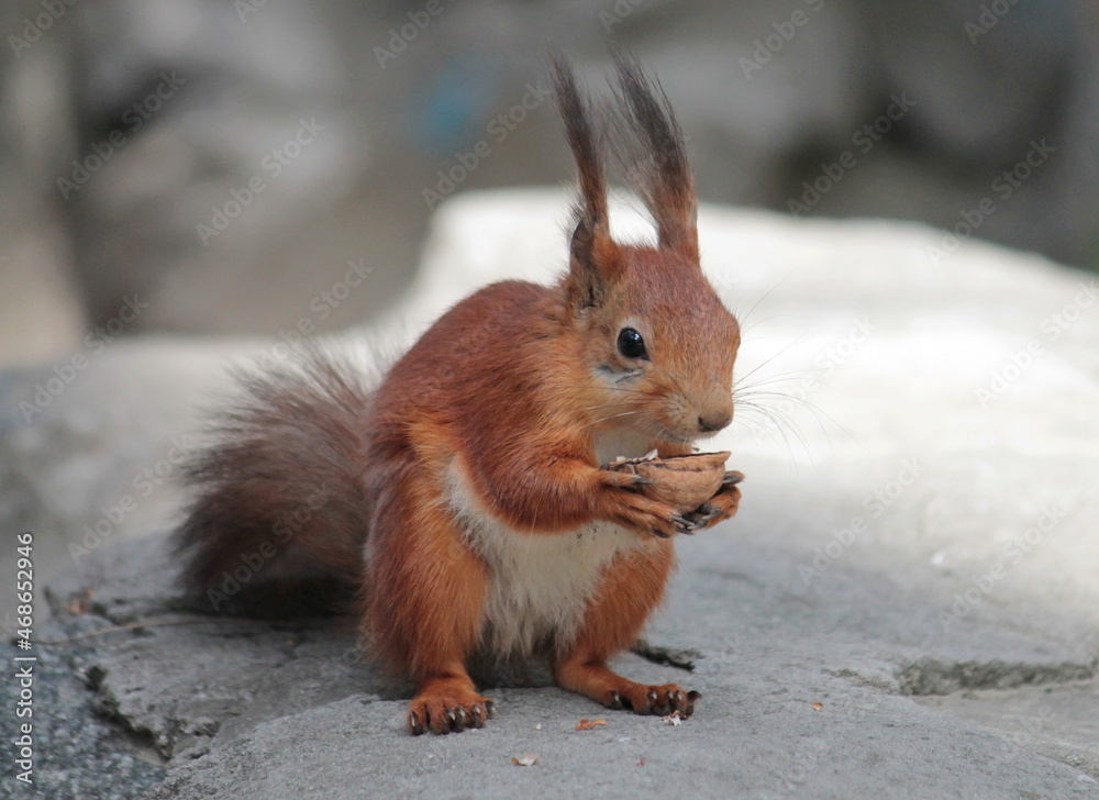 squirrel on the ground squirrel on the ground