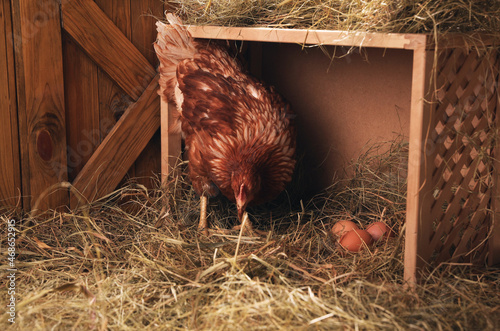 Beautiful chicken near nesting box with eggs in henhouse photo